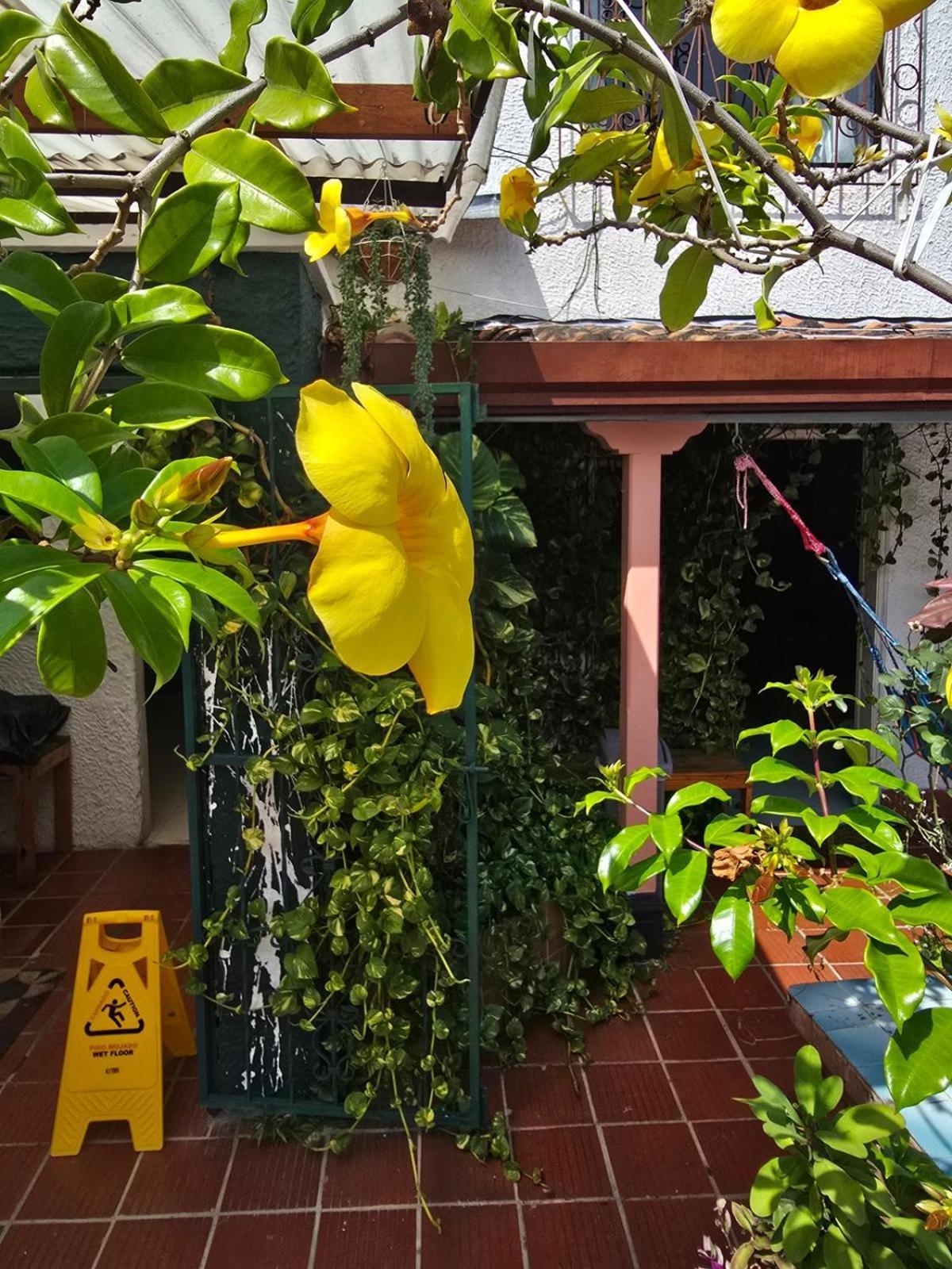 Tatami Hostel 布卡拉曼加 外观 照片