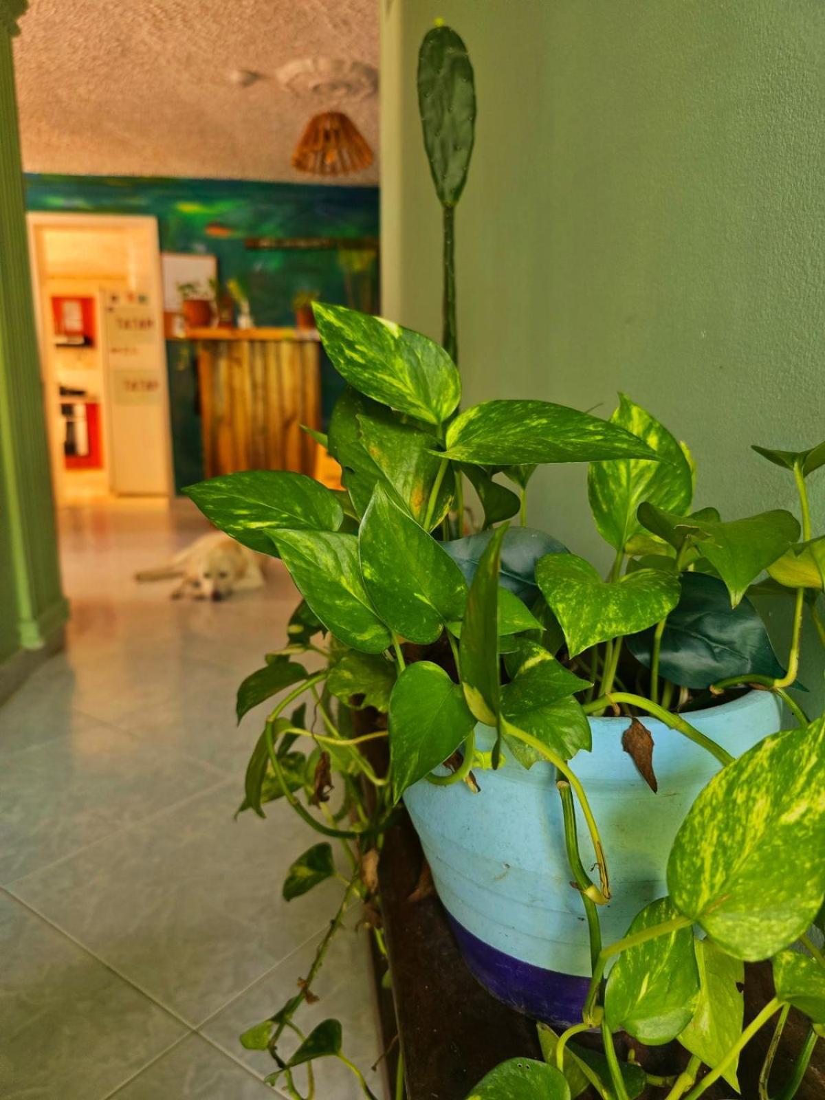 Tatami Hostel 布卡拉曼加 外观 照片